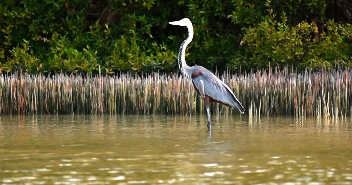جزيرة “زُفاف”.. لؤلؤة فرسانية تختزن أسرار البحر الأحمر