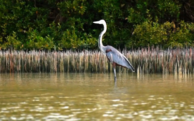 جزيرة “زُفاف”.. لؤلؤة فرسانية تختزن أسرار البحر الأحمر