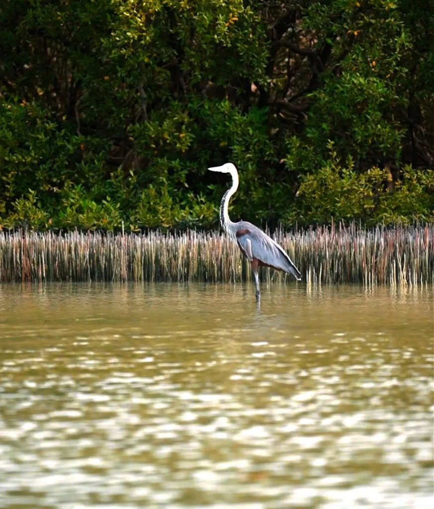 جزيرة “زُفاف”.. لؤلؤة فرسانية تختزن أسرار البحر الأحمر