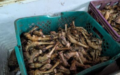 أمانة جدة تُتلف (3150) كجم من ذبائح فاسدة وتُغلق موقعين جنوب المحافظة