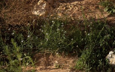 صور| الغطاء النباتي في الحدود الشمالية يجذب المهتمين بالرحلات البرية