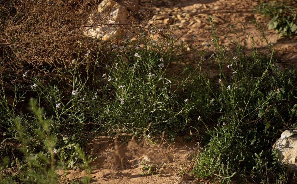 صور| الغطاء النباتي في الحدود الشمالية يجذب المهتمين بالرحلات البرية