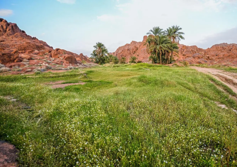 دراسة-تكشف:-أصوات-الطبيعة-المألوفة-تؤثر-إيجابيًا-على-الحالة-النفسية