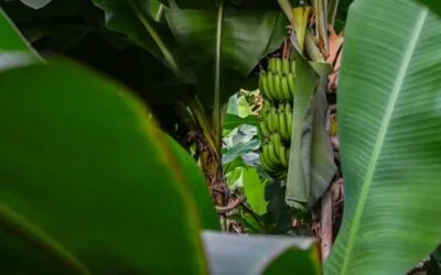 مزارع الموز في الباحة.. منتج زراعي يعكس تنوع البيئة والإنتاج الزراعي