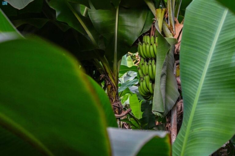 مزارع-الموز-في-الباحة.-منتج-زراعي-يعكس-تنوع-البيئة-والإنتاج-الزراعي