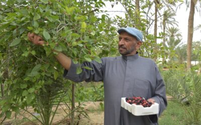 أسرار «التوت القطيفي».. كيف تحول إلى صناعة غذائية رائجة؟