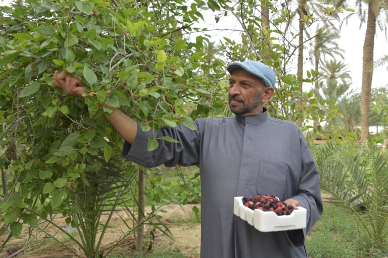 أسرار-«التوت-القطيفي».-كيف-تحول-إلى-صناعة-غذائية-رائجة؟