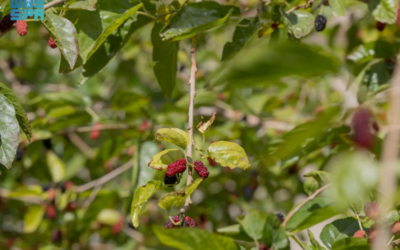 زراعة التوت.. مبادرات منزلية تنمو نحو اقتصاد أسري مستدام بالحدود الشمالية