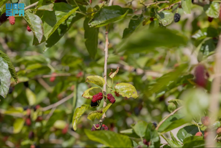 زراعة-التوت.-مبادرات-منزلية-تنمو-نحو-اقتصاد-أسري-مستدام-بالحدود-الشمالية