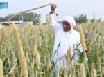الزراعة في عسير.. تنوّع جغرافي يعزّز الإنتاج ويواكب مستهدفات الاستدامة