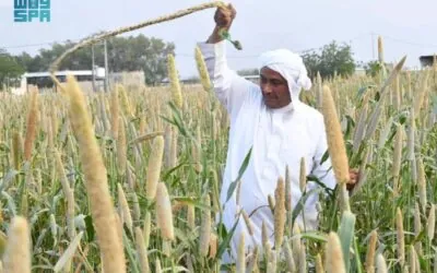 الزراعة في عسير.. تنوّع جغرافي يعزّز الإنتاج ويواكب مستهدفات الاستدامة