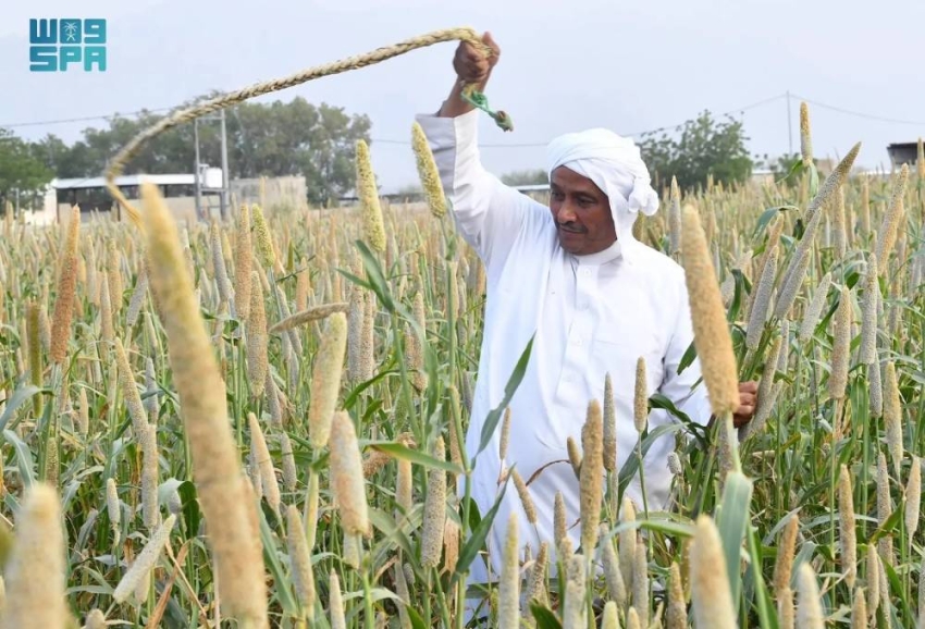 الزراعة في عسير.. تنوّع جغرافي يعزّز الإنتاج ويواكب مستهدفات الاستدامة