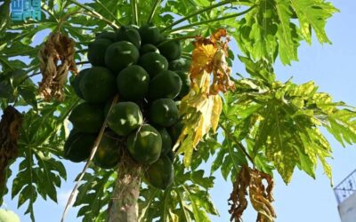 زراعة البابايا في جازان.. محصول استوائي واعد يعزّز التنوع الزراعي ويدعم الاقتصاد المحلي
