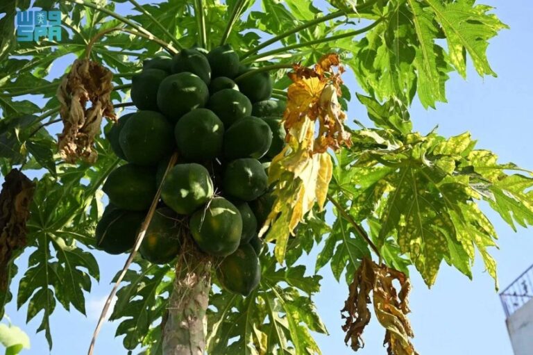 زراعة-البابايا-في-جازان.-محصول-استوائي-واعد-يعزّز-التنوع-الزراعي-ويدعم-الاقتصاد-المحلي