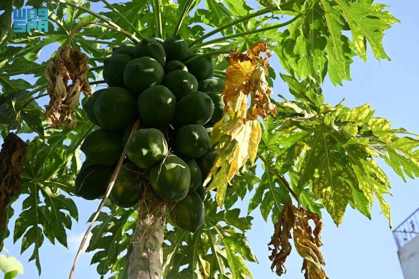 زراعة البابايا في جازان.. محصول استوائي واعد يعزّز التنوع الزراعي ويدعم الاقتصاد المحلي