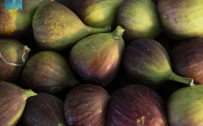 التين في جازان.. ثروة زراعية وفرص تحويلية تعزّز القيمة الاقتصادية