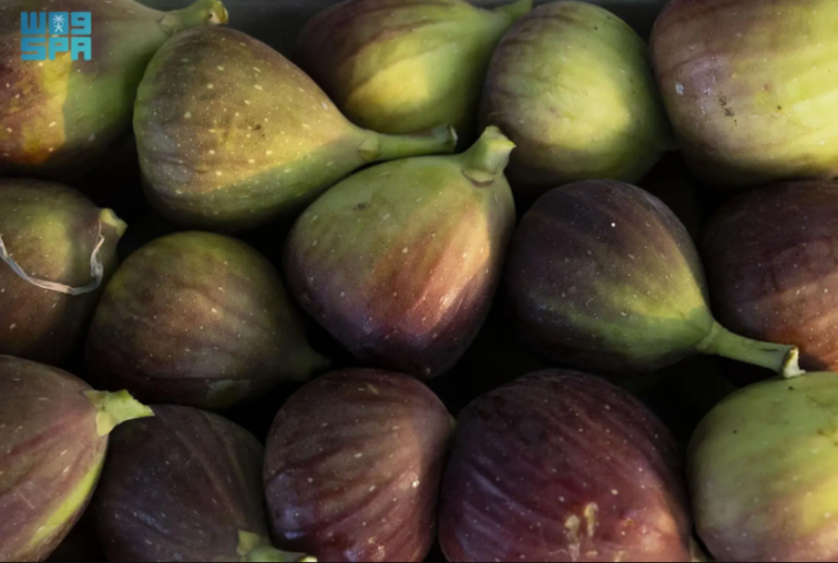 التين-في-جازان.-ثروة-زراعية-وفرص-تحويلية-تعزّز-القيمة-الاقتصادية