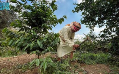 محصول البن في عسير يتجاوز (82) ألف كيلو ويتوسّع زراعيًا