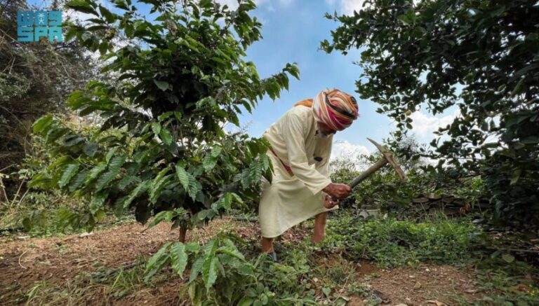 محصول-البن-في-عسير-يتجاوز-(82)-ألف-كيلو-ويتوسّع-زراعيًا