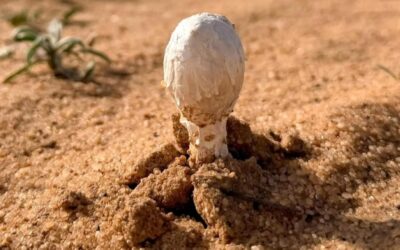 صور.. أجواء ربيعية تنعش هواية البحث عن “العرجون” في القصيم