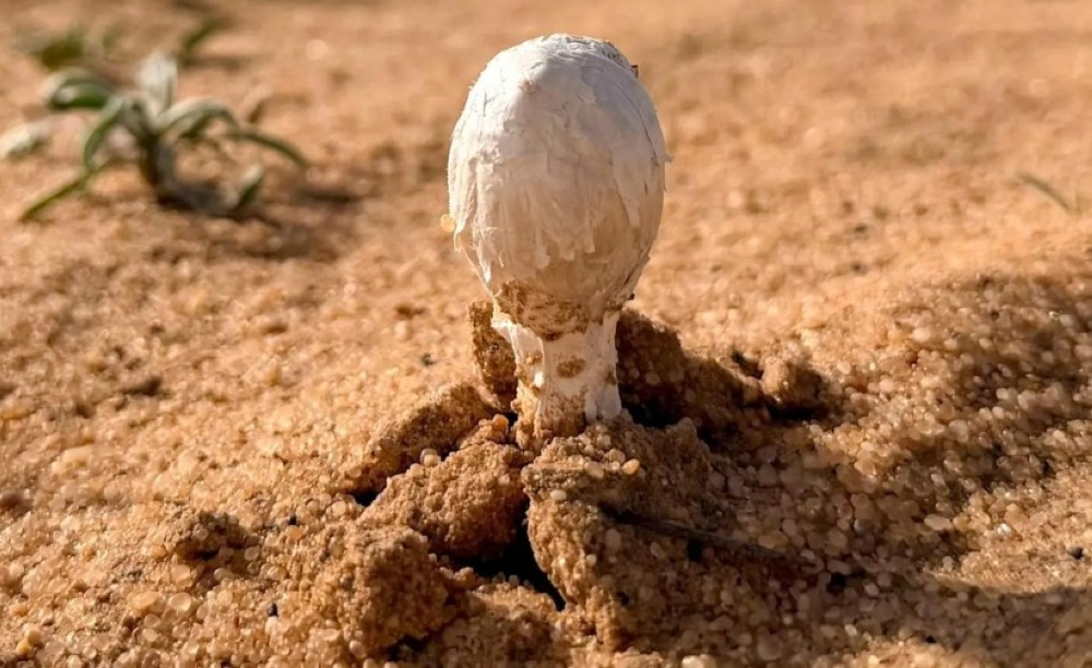 صور.. أجواء ربيعية تنعش هواية البحث عن “العرجون” في القصيم