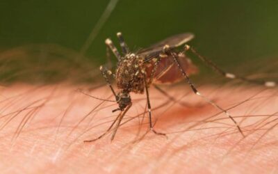 5 أعراض تبدأ بالحمى.. الملاريا مرض خطير يمكن الوقاية منه