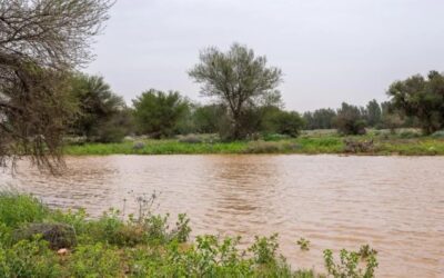 صور | القصيم تكتسي بالأخضر.. مشاهد ربيعية ساحرة بعد الأمطار