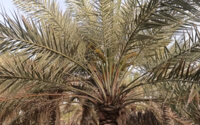 شيخ تمور الأحساء: الأمطار تُبشّر بموسم استثنائي للنخيل.. و«الكمري» تحدد جودة المحصول