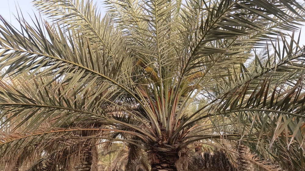 شيخ تمور الأحساء: الأمطار تُبشّر بموسم استثنائي للنخيل.. و«الكمري» تحدد جودة المحصول