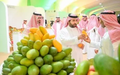 50 مزارعاً ومليون شجرة.. صبيا تحتفي بموسم المانجو وتبرز قوتها الزراعية