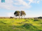 ربيع محمية الإمام تركي بن عبدالله الملكية يرسم لوحات طبيعية بديعة