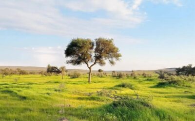 ربيع محمية الإمام تركي بن عبدالله الملكية يرسم لوحات طبيعية بديعة