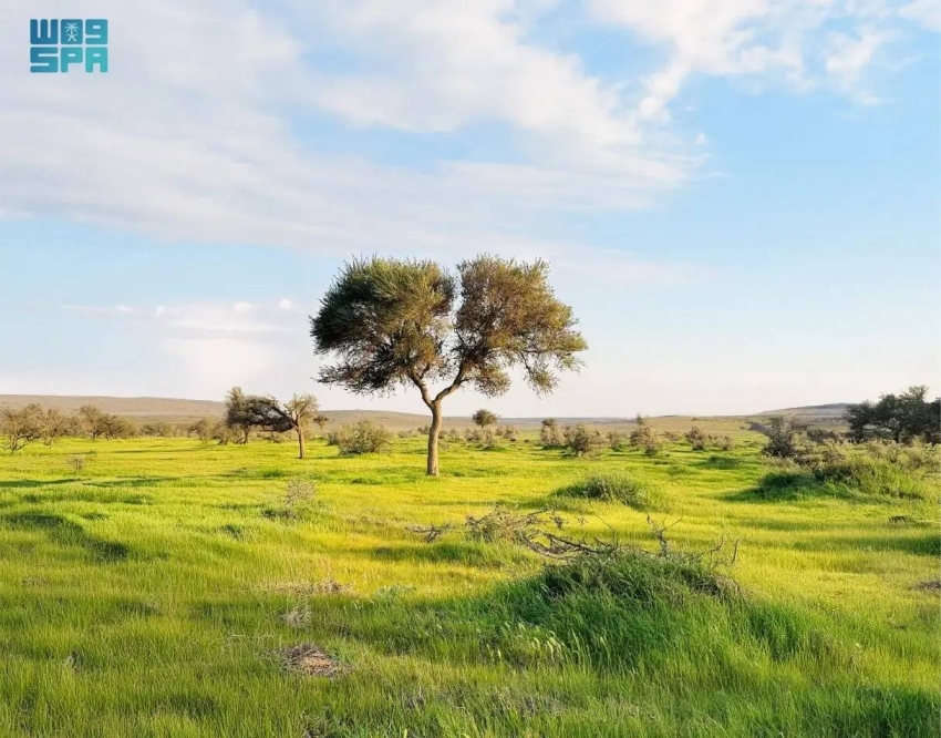 ربيع محمية الإمام تركي بن عبدالله الملكية يرسم لوحات طبيعية بديعة