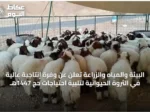 البيئة والمياه والزراعة تعلن عن وفرة إنتاجية عالية في الثروة الحيوانية لتلبية احتياجات حج 1447هـ