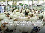 المملكة تؤكد توفر أكثر من 32 مليون رأس من الثروة الحيوانية لاستقبال حجاج 1447هـ