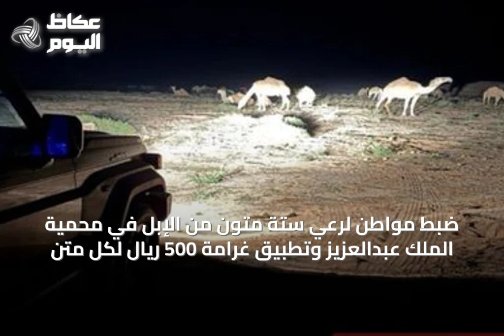 ضبط مواطن لرعي ستة متون من الإبل في محمية الملك عبدالعزيز وتطبيق غرامة 500 ريال لكل متن