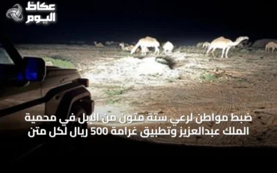 ضبط مواطن لرعي ستة متون من الإبل في محمية الملك عبدالعزيز وتطبيق غرامة 500 ريال لكل متن