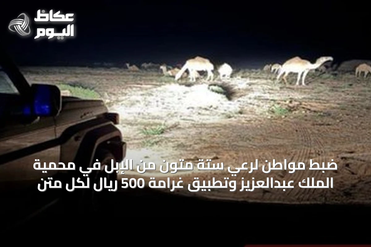 ضبط مواطن لرعي ستة متون من الإبل في محمية الملك عبدالعزيز وتطبيق غرامة 500 ريال لكل متن