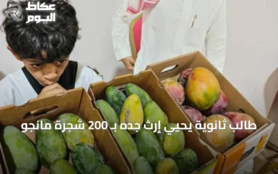 طالب ثانوية يحيي إرث جده بـ 200 شجرة مانجو