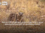 تسجيل 12 ولادة للوبر الصخري في الربع الأول من 2026 بمحافظة الإمام تركي{nbsp}دليل على نجاح برامج الإكثار والحماية