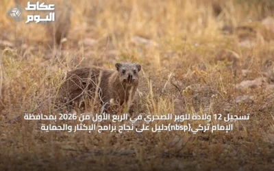 تسجيل 12 ولادة للوبر الصخري في الربع الأول من 2026 بمحافظة الإمام تركي{nbsp}دليل على نجاح برامج الإكثار والحماية