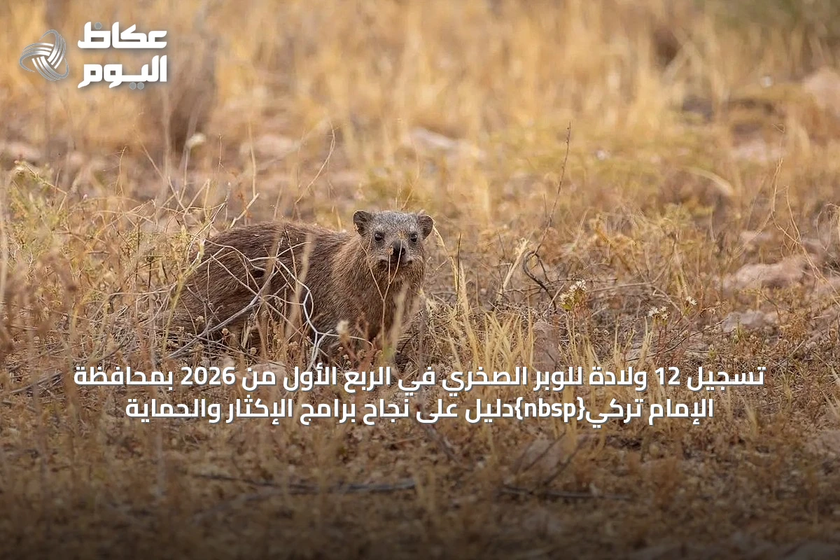 تسجيل 12 ولادة للوبر الصخري في الربع الأول من 2026 بمحافظة الإمام تركي دليل على نجاح برامج الإكثار والحماية
