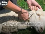 وزارة البيئة والمياه والزراعة تشدد على ضرورة ذبح الأضاحي في المسالخ المعتمدة لضمان سلامة اللحوم والصحة العامة