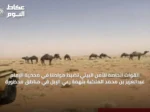 القوات الخاصة للأمن البيئي تضبط مواطنًا في محمية الإمام عبدالعزيز بن محمد الملكية بتهمة رعي الإبل في مناطق محظورة