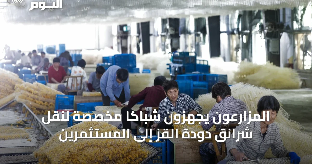 المزارعون يجهزون شباكاً مخصّصة لنقل شرانق دودة القز إلى المستثمرين