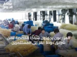 المزارعون يجهزون شباكاً مخصّصة لنقل شرانق دودة القز إلى المستثمرين