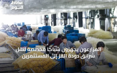 المزارعون يجهزون شباكاً مخصّصة لنقل شرانق دودة القز إلى المستثمرين