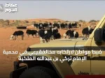 ضبط مواطن لارتكابه مخالفة رعي في محمية الإمام تركي بن عبدالله الملكية