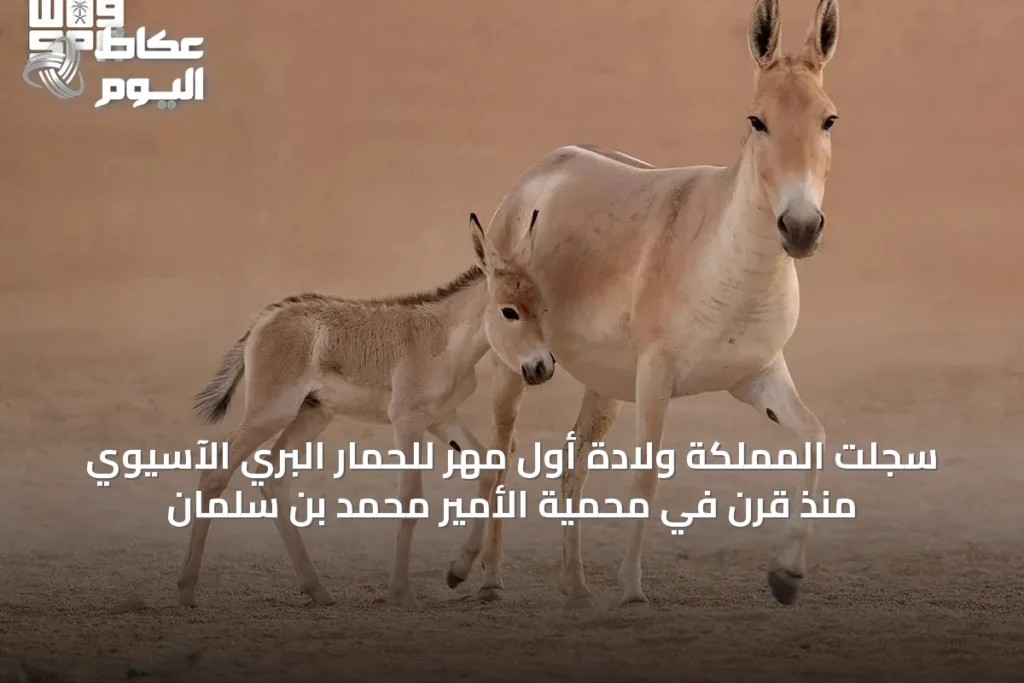 سجلت المملكة ولادة أول مهر للحمار البري الآسيوي منذ قرن في محمية الأمير محمد بن سلمان