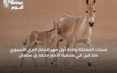 سجلت المملكة ولادة أول مهر للحمار البري الآسيوي منذ قرن في محمية الأمير محمد بن سلمان